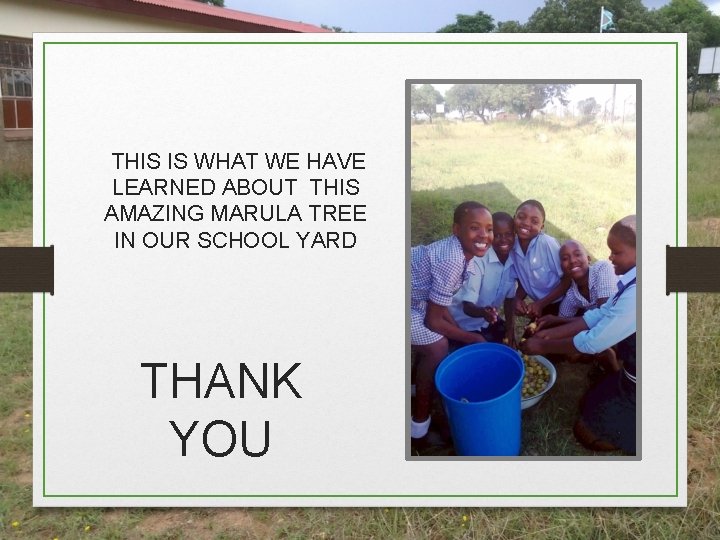 THIS IS WHAT WE HAVE LEARNED ABOUT THIS AMAZING MARULA TREE IN OUR SCHOOL THIS IS WHAT WE HAVE LEARNED ABOUT THIS AMAZING MARULA TREE IN OUR SCHOOL