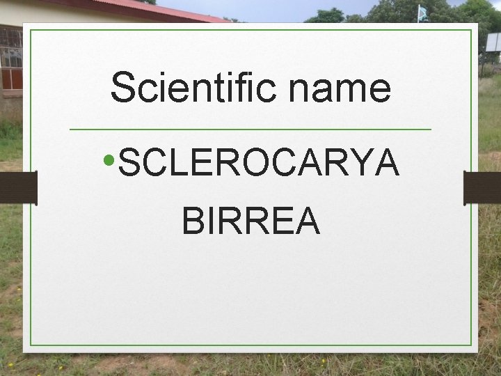 Scientific name • SCLEROCARYA BIRREA Scientific name • SCLEROCARYA BIRREA