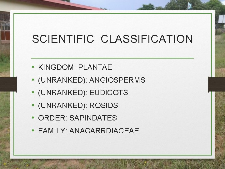 SCIENTIFIC CLASSIFICATION • • • KINGDOM: PLANTAE (UNRANKED): ANGIOSPERMS (UNRANKED): EUDICOTS (UNRANKED): ROSIDS ORDER: SCIENTIFIC CLASSIFICATION • • • KINGDOM: PLANTAE (UNRANKED): ANGIOSPERMS (UNRANKED): EUDICOTS (UNRANKED): ROSIDS ORDER: