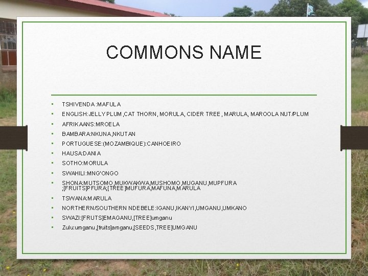 COMMONS NAME • • • TSHIVENDA : MAFULA • • TSWANA: MARULA ENGLISH: JELLY COMMONS NAME • • • TSHIVENDA : MAFULA • • TSWANA: MARULA ENGLISH: JELLY
