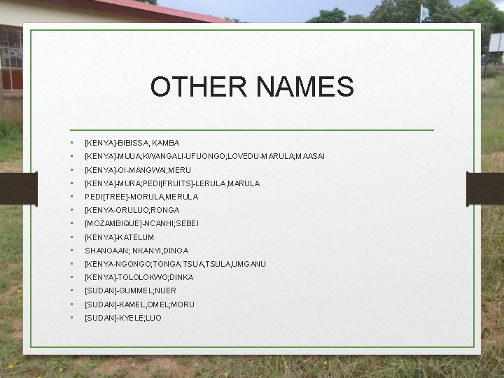 OTHER NAMES • • • • [KENYA]-BIBISSA, KAMBA [KENYA]-MUUA; KWANGALI-UFUONGO; LOVEDU-MARULA; MAASAI [KENYA]-OI-MANGWAI; MERU