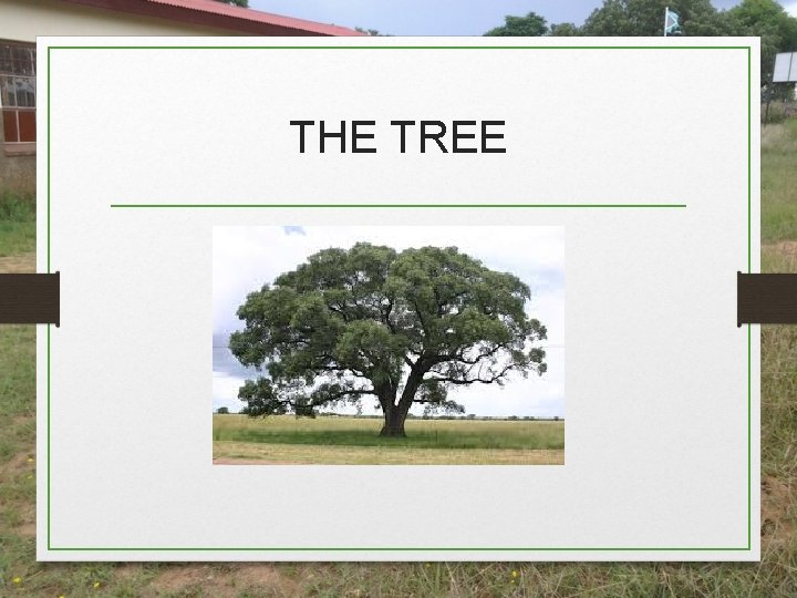 THE TREE THE TREE