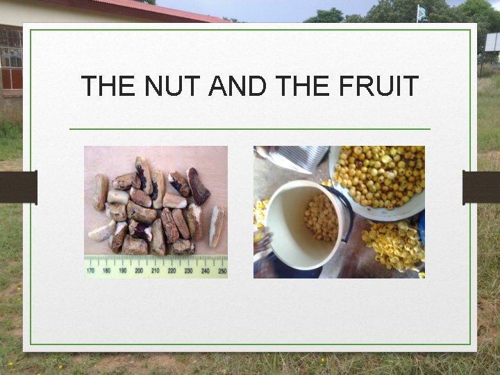 THE NUT AND THE FRUIT THE NUT AND THE FRUIT