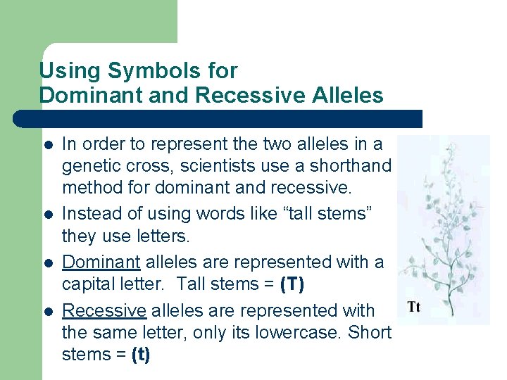 Using Symbols for Dominant and Recessive Alleles l l In order to represent the