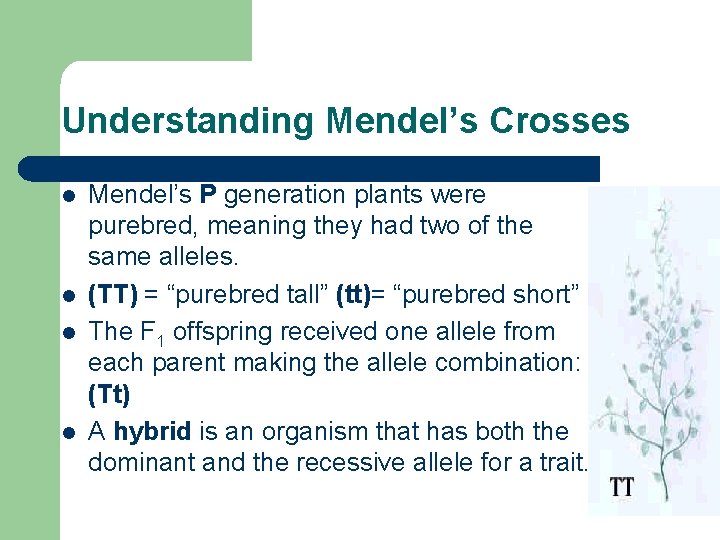 Understanding Mendel’s Crosses l l Mendel’s P generation plants were purebred, meaning they had