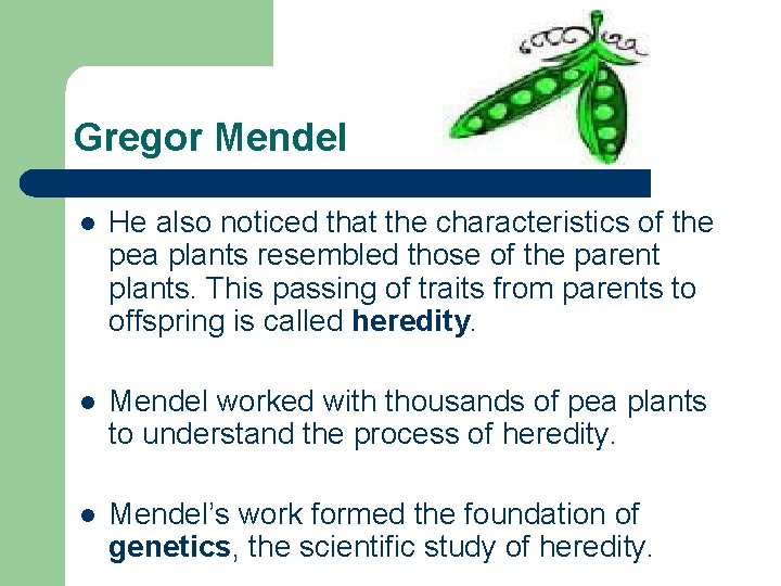Gregor Mendel l He also noticed that the characteristics of the pea plants resembled