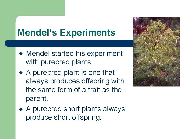 Mendel’s Experiments l l l Mendel started his experiment with purebred plants. A purebred