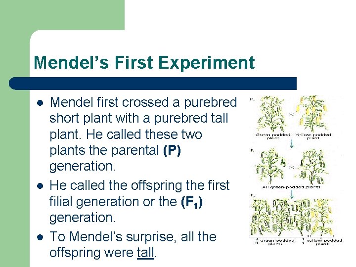 Mendel’s First Experiment l l l Mendel first crossed a purebred short plant with
