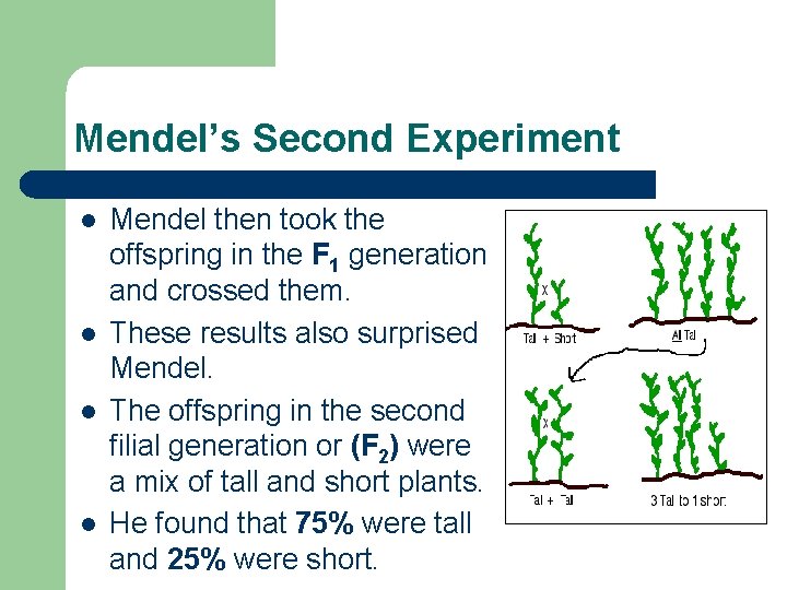 Mendel’s Second Experiment l l Mendel then took the offspring in the F 1