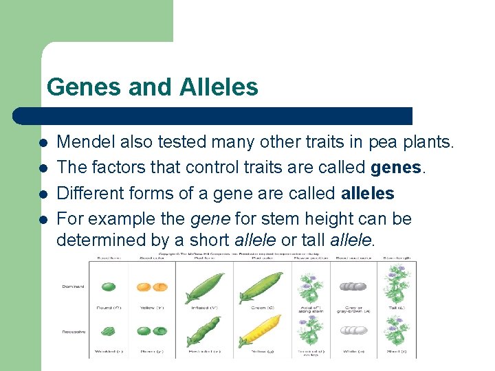 Genes and Alleles l l Mendel also tested many other traits in pea plants.