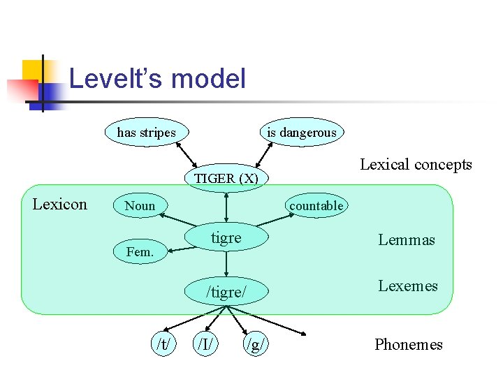 Levelt’s model has stripes is dangerous Lexical concepts TIGER (X) Lexicon Noun countable Fem.