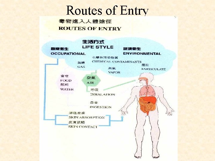 Routes of Entry 