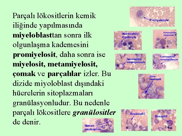 Parçalı lökositlerin kemik iliğinde yapılmasında miyeloblasttan sonra ilk olgunlaşma kademesini promiyelosit, daha sonra ise