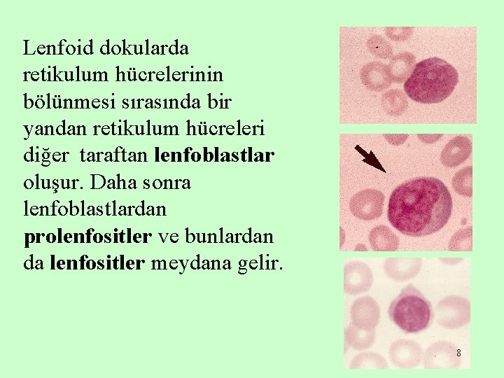 Lenfoid dokularda retikulum hücrelerinin bölünmesi sırasında bir yandan retikulum hücreleri diğer taraftan lenfoblastlar oluşur.