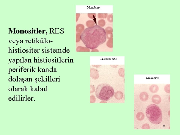 Monositler, RES veya retikülohistiositer sistemde yapılan histiositlerin periferik kanda dolaşan şekilleri olarak kabul edilirler.