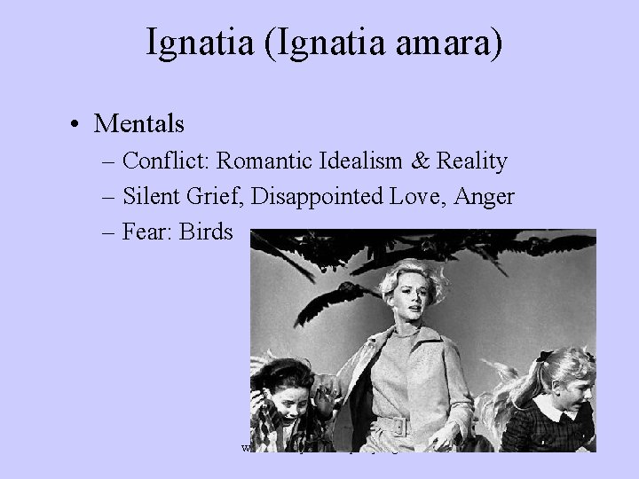 Ignatia (Ignatia amara) • Mentals – Conflict: Romantic Idealism & Reality – Silent Grief,