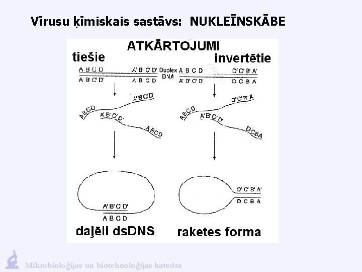 Vīrusu ķīmiskais sastāvs: NUKLEĪNSKĀBE 