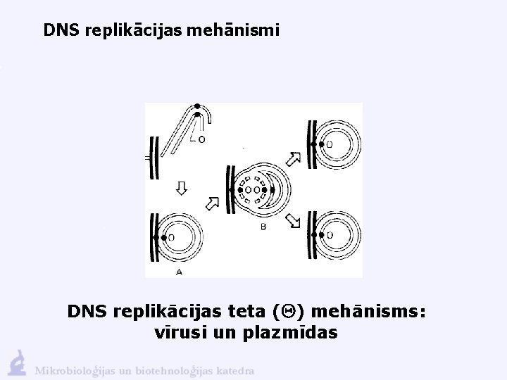 DNS replikācijas mehānismi DNS replikācijas teta (Q) mehānisms: vīrusi un plazmīdas 