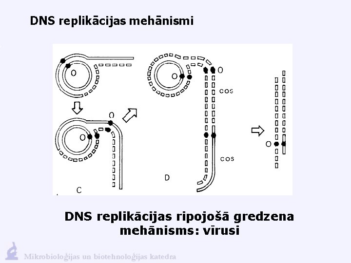 DNS replikācijas mehānismi DNS replikācijas ripojošā gredzena mehānisms: vīrusi 