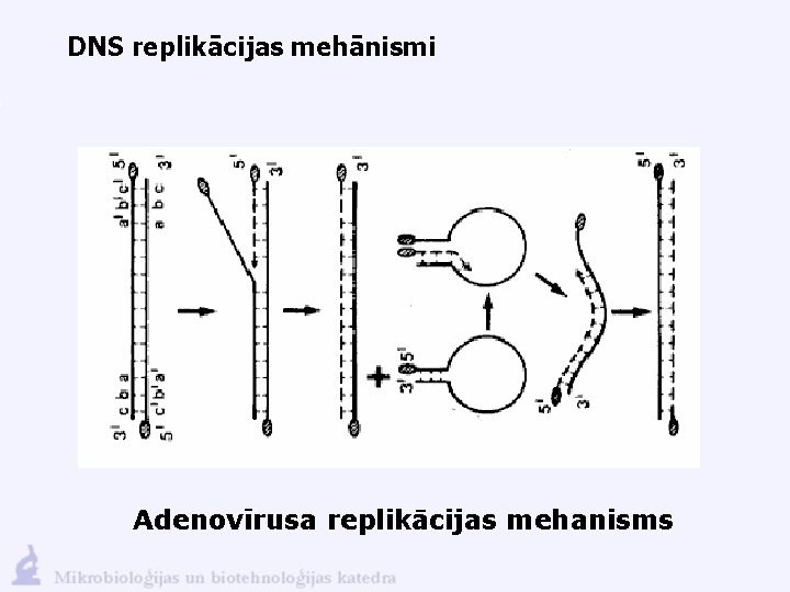 DNS replikācijas mehānismi Adenovīrusa replikācijas mehanisms 