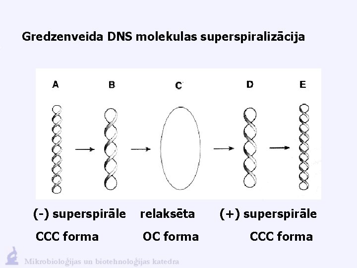 Gredzenveida DNS molekulas superspiralizācija (-) superspirāle relaksēta CCC forma OC forma (+) superspirāle CCC