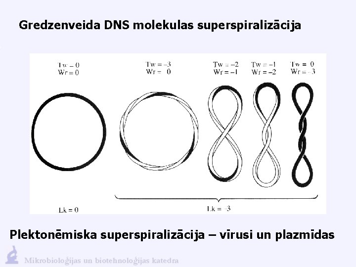 Gredzenveida DNS molekulas superspiralizācija Plektonēmiska superspiralizācija – vīrusi un plazmīdas 