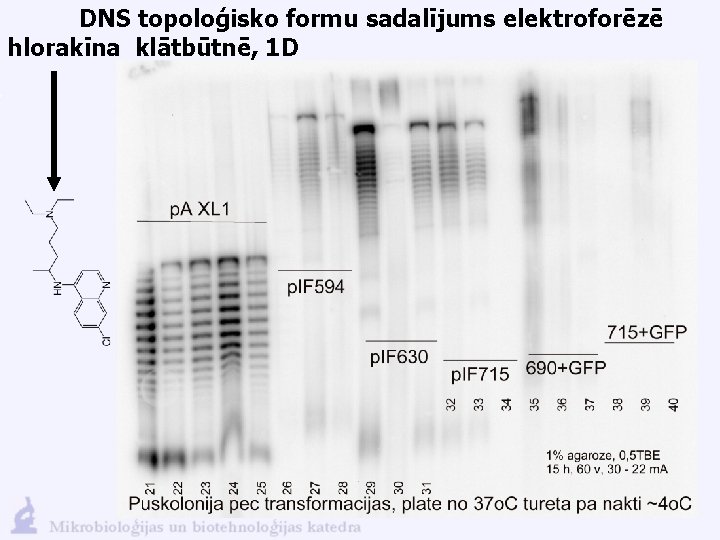 DNS topoloģisko formu sadalījums elektroforēzē hlorakīna klātbūtnē, 1 D 