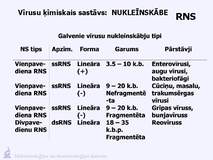 Vīrusu ķīmiskais sastāvs: NUKLEĪNSKĀBE RNS 