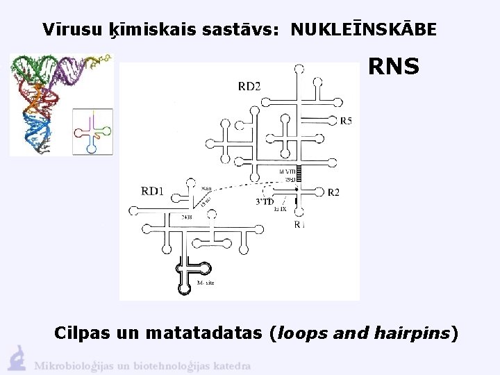 Vīrusu ķīmiskais sastāvs: NUKLEĪNSKĀBE RNS Cilpas un matatadatas (loops and hairpins) 