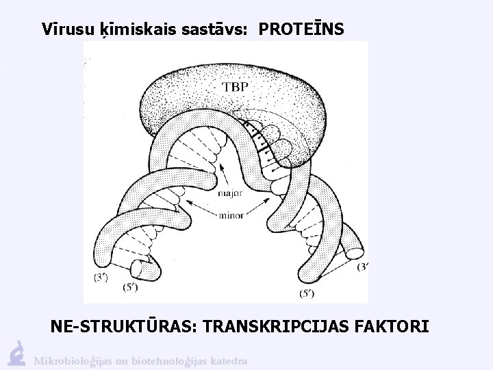 Vīrusu ķīmiskais sastāvs: PROTEĪNS NE-STRUKTŪRAS: TRANSKRIPCIJAS FAKTORI 