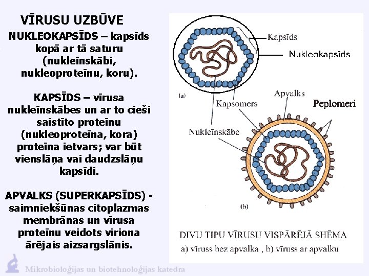 VĪRUSU UZBŪVE NUKLEOKAPSĪDS – kapsīds kopā ar tā saturu (nukleīnskābi, nukleoproteīnu, koru). KAPSĪDS –