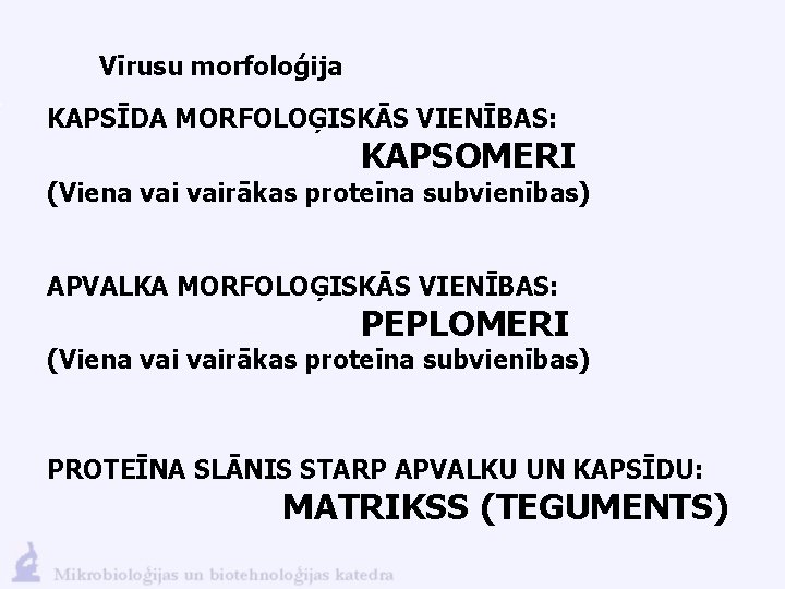 Vīrusu morfoloģija KAPSĪDA MORFOLOĢISKĀS VIENĪBAS: KAPSOMERI (Viena vairākas proteīna subvienības) APVALKA MORFOLOĢISKĀS VIENĪBAS: PEPLOMERI