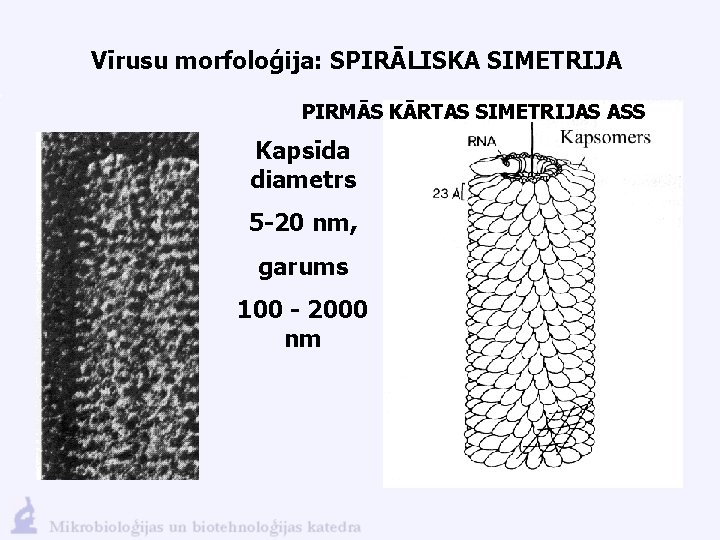 Vīrusu morfoloģija: SPIRĀLISKA SIMETRIJA PIRMĀS KĀRTAS SIMETRIJAS ASS Kapsīda diametrs 5 -20 nm, garums