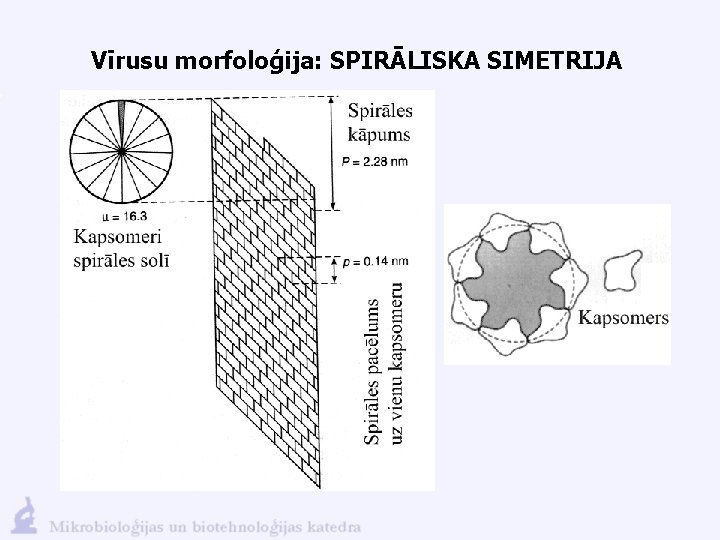 Vīrusu morfoloģija: SPIRĀLISKA SIMETRIJA 