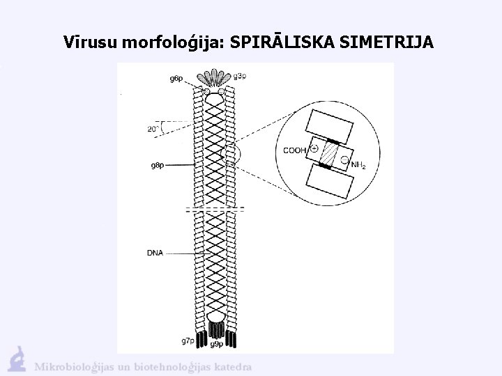 Vīrusu morfoloģija: SPIRĀLISKA SIMETRIJA 