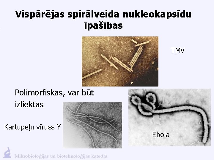 Vispārējas spirālveida nukleokapsīdu īpašības TMV Polimorfiskas, var būt izliektas Kartupeļu vīruss Y Ebola 