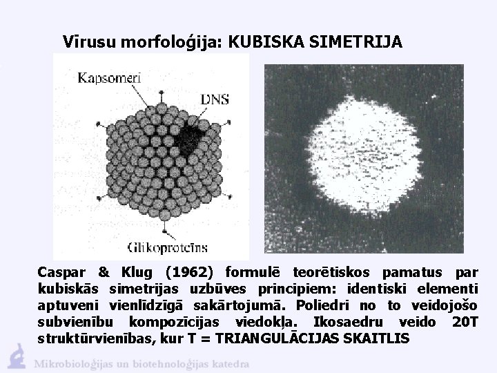 Vīrusu morfoloģija: KUBISKA SIMETRIJA Caspar & Klug (1962) formulē teorētiskos pamatus par kubiskās simetrijas