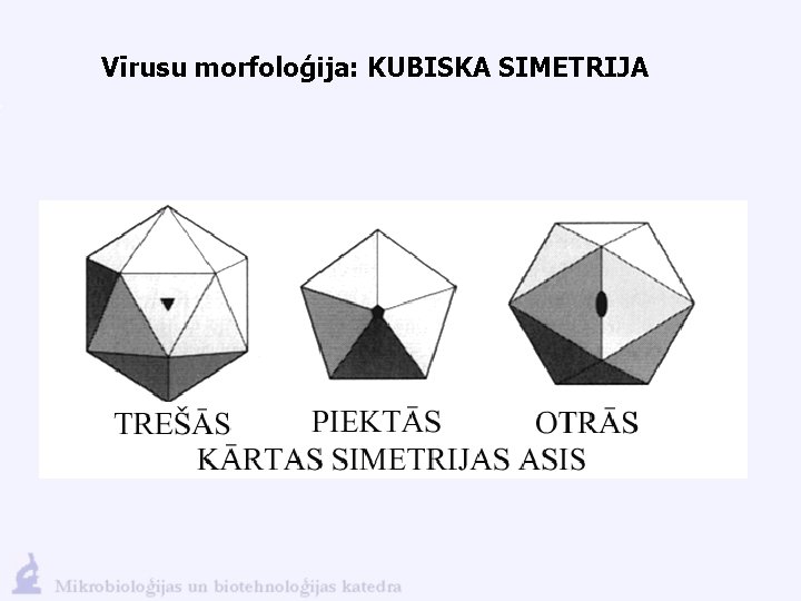 Vīrusu morfoloģija: KUBISKA SIMETRIJA 