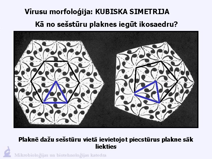 Vīrusu morfoloģija: KUBISKA SIMETRIJA Kā no sešstūru plaknes iegūt ikosaedru? Plaknē dažu sešstūru vietā
