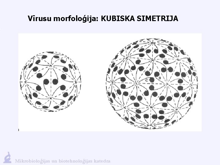 Vīrusu morfoloģija: KUBISKA SIMETRIJA 