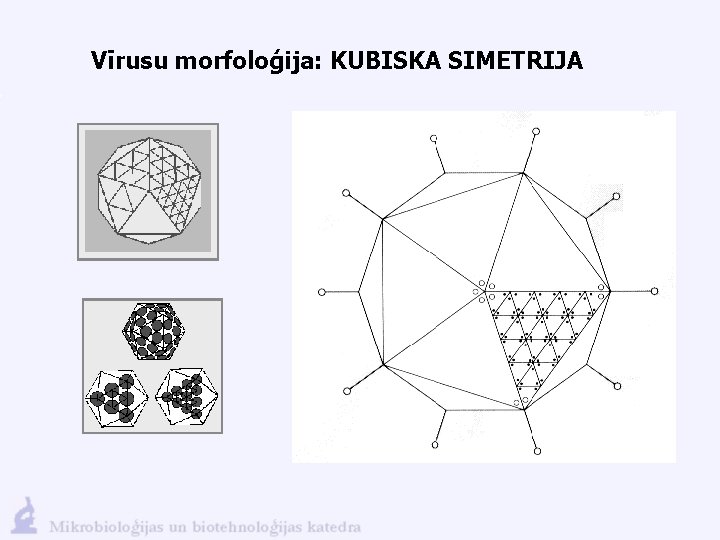 Vīrusu morfoloģija: KUBISKA SIMETRIJA 