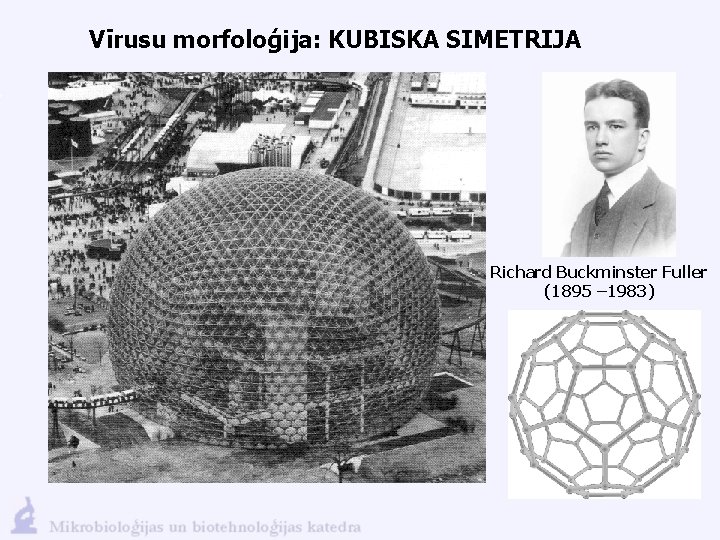 Vīrusu morfoloģija: KUBISKA SIMETRIJA Richard Buckminster Fuller (1895 – 1983) 