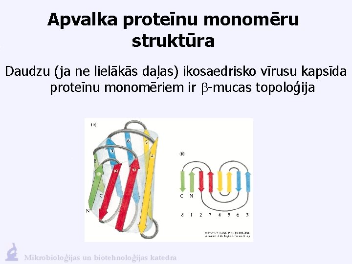 Apvalka proteīnu monomēru struktūra Daudzu (ja ne lielākās daļas) ikosaedrisko vīrusu kapsīda proteīnu monomēriem