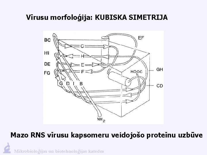 Vīrusu morfoloģija: KUBISKA SIMETRIJA Mazo RNS vīrusu kapsomeru veidojošo proteīnu uzbūve 