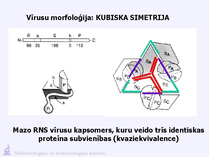 Vīrusu morfoloģija: KUBISKA SIMETRIJA Mazo RNS vīrusu kapsomers, kuru veido trīs identiskas proteīna subvienības