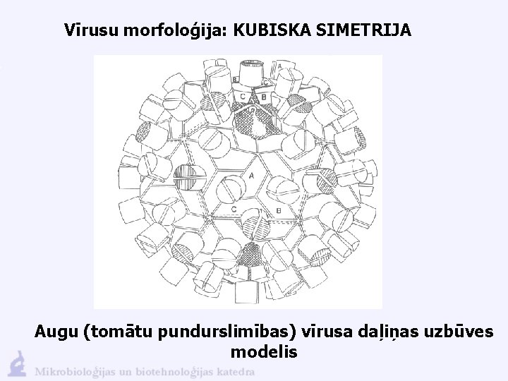 Vīrusu morfoloģija: KUBISKA SIMETRIJA Augu (tomātu pundurslimības) vīrusa daļiņas uzbūves modelis 