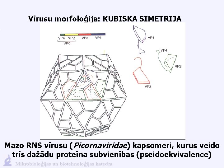 Vīrusu morfoloģija: KUBISKA SIMETRIJA Mazo RNS vīrusu (Picornaviridae) kapsomeri, kurus veido trīs dažādu proteīna