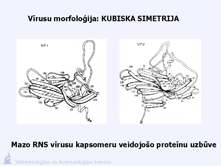 Vīrusu morfoloģija: KUBISKA SIMETRIJA Mazo RNS vīrusu kapsomeru veidojošo proteīnu uzbūve 