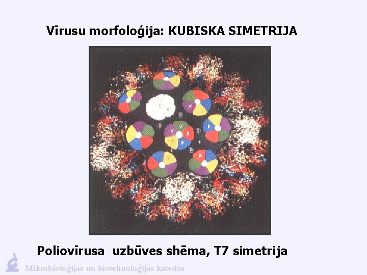 Vīrusu morfoloģija: KUBISKA SIMETRIJA Poliovīrusa uzbūves shēma, T 7 simetrija 