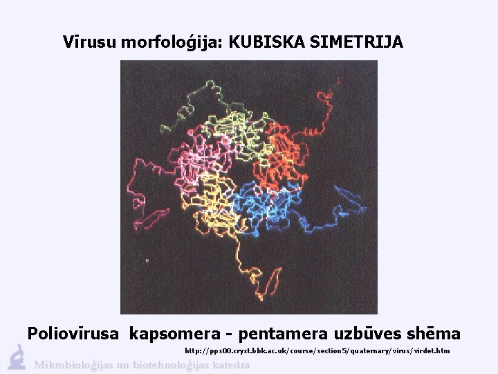 Vīrusu morfoloģija: KUBISKA SIMETRIJA Poliovīrusa kapsomera - pentamera uzbūves shēma http: //pps 00. cryst.